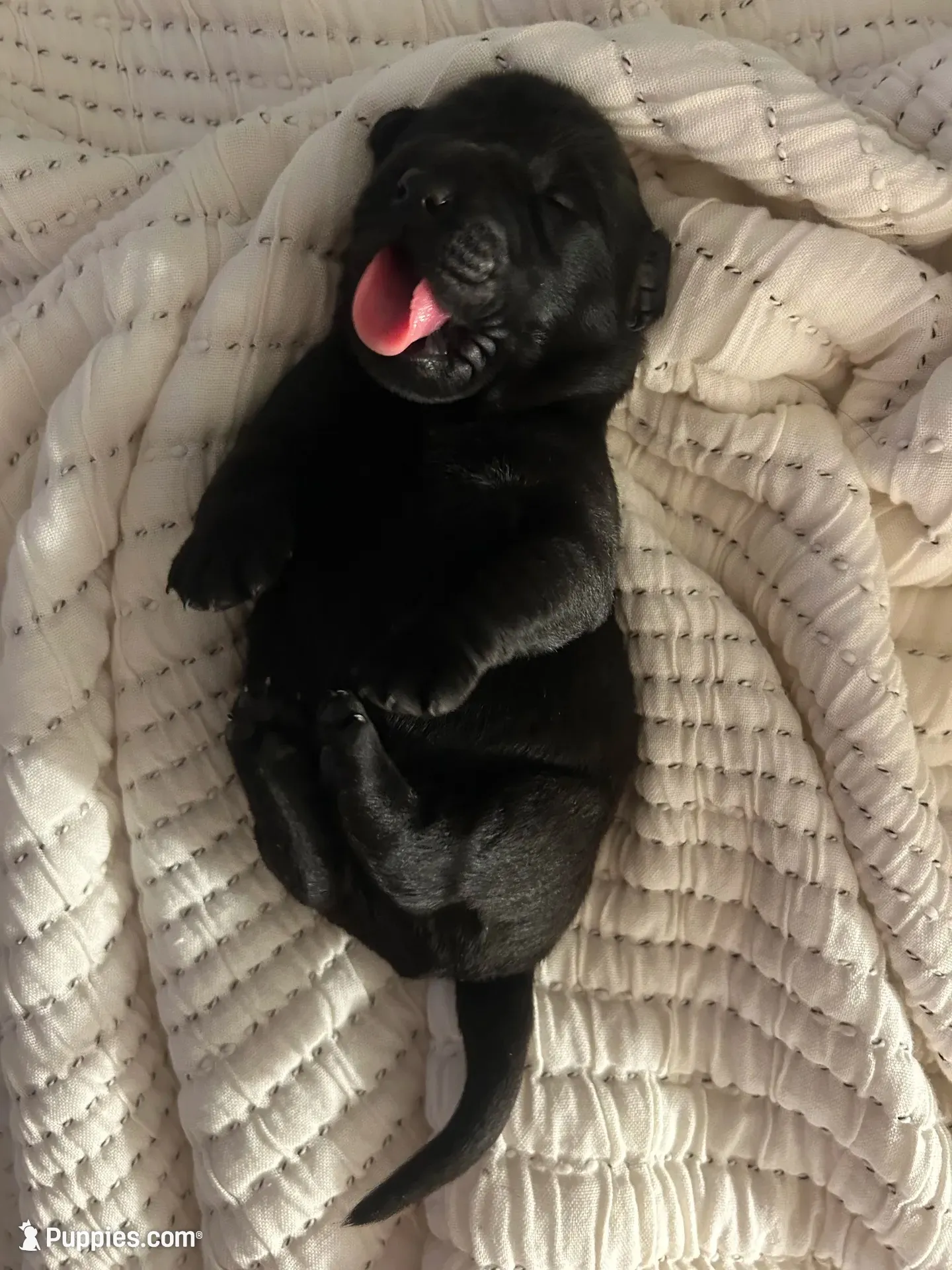 Freeman, a male Labrador Retriever for sale in Hendersonville, NC – 2 of 10