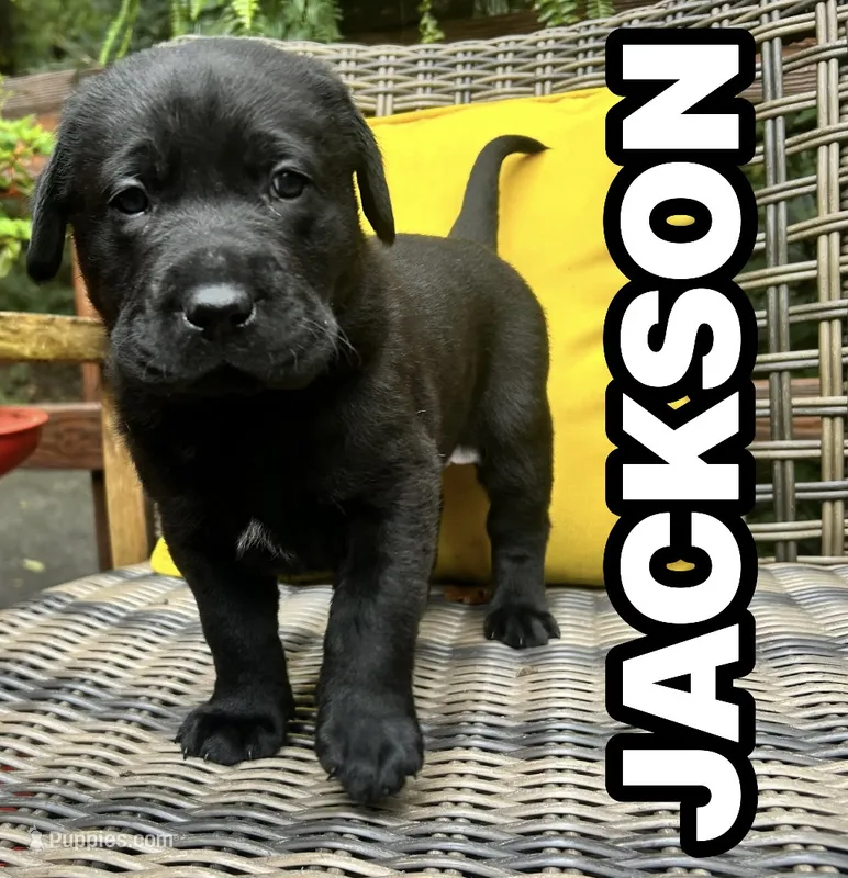 Jackson  – Labrador Retriever puppy for sale in Hendersonville, NC