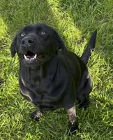 Kostner , a male Labrador Retriever for sale in Hendersonville, NC – 7 of 10
