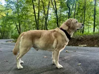 Kostner , a male Labrador Retriever for sale in Hendersonville, NC – 4 of 10