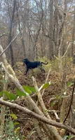 Union , a female Labrador Retriever for sale in Hendersonville, NC – 7 of 10