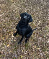 Jackson , a male Labrador Retriever for sale in Hendersonville, NC – 7 of 10