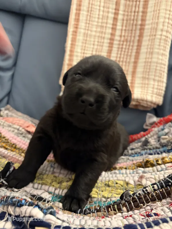 Fox – Labrador Retriever puppy for sale in Chesnee, SC