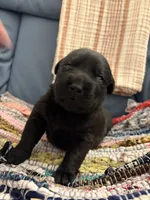 Fox, a female Labrador Retriever for sale in Hendersonville, NC – 1 of 10