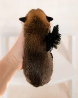 Cedar, a male Pembroke Welsh Corgi for sale in Adairsville, GA – Photo 3 of 5