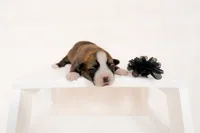 Cedar, a male Pembroke Welsh Corgi for sale in Adairsville, GA – Photo 5 of 5