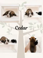 Cedar, a male Pembroke Welsh Corgi for sale in Adairsville, GA – Photo 1 of 5