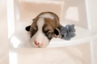 Oak, a male Pembroke Welsh Corgi for sale in Adairsville, GA – Photo 4 of 5