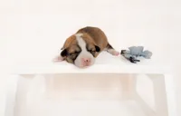 Oak, a male Pembroke Welsh Corgi for sale in Adairsville, GA – Photo 5 of 5