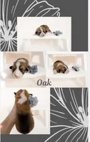 Oak, a male Pembroke Welsh Corgi for sale in Adairsville, GA – Photo 1 of 5