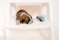 Oak, a male Pembroke Welsh Corgi for sale in Adairsville, GA – Photo 2 of 5