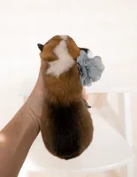 Oak, a male Pembroke Welsh Corgi for sale in Adairsville, GA – Photo 3 of 5