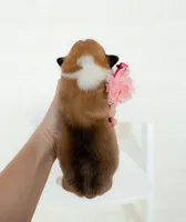 Delilah, a female Pembroke Welsh Corgi for sale in Adairsville, GA – Photo 5 of 5