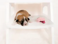 Delilah, a female Pembroke Welsh Corgi for sale in Adairsville, GA – Photo 2 of 5