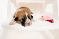 Delilah, a female Pembroke Welsh Corgi for sale in Adairsville, GA – Photo 4 of 5