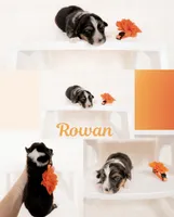 Rowan- Fluffy, a male Pembroke Welsh Corgi for sale in Adairsville, GA – Photo 1 of 5