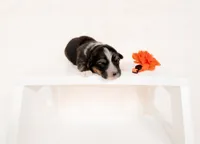 Rowan- Fluffy, a male Pembroke Welsh Corgi for sale in Adairsville, GA – Photo 3 of 5