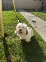 Fizz , a male Shihpoo for sale in Evergreen Park, IL – 3 of 3