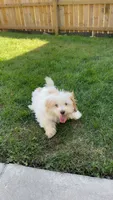 Fizz , a male Shihpoo for sale in Evergreen Park, IL – 2 of 3