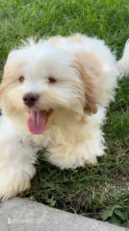 Fizz  – Shihpoo puppy for sale in Evergreen Park, IL