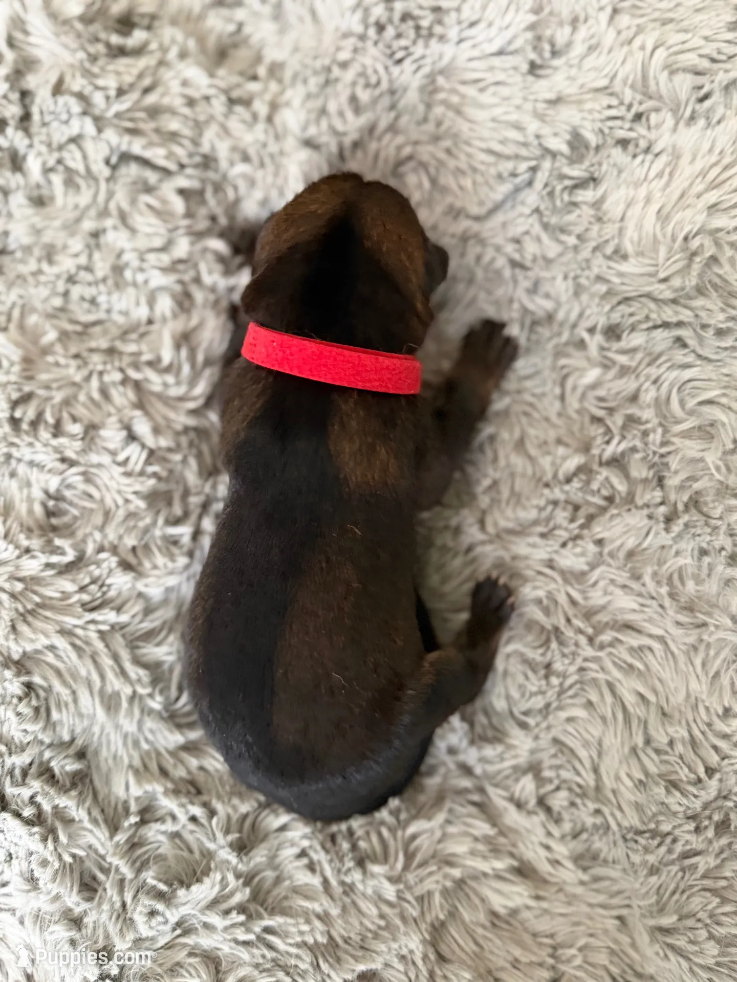Red- Bjorn, a male German Shepherd Dog for sale in Independence, MO – 1 of 3