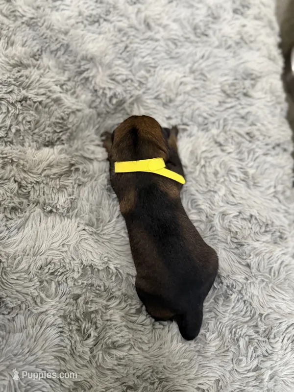Yellow- Drogon – German Shepherd Dog puppy for sale in Independence, MO