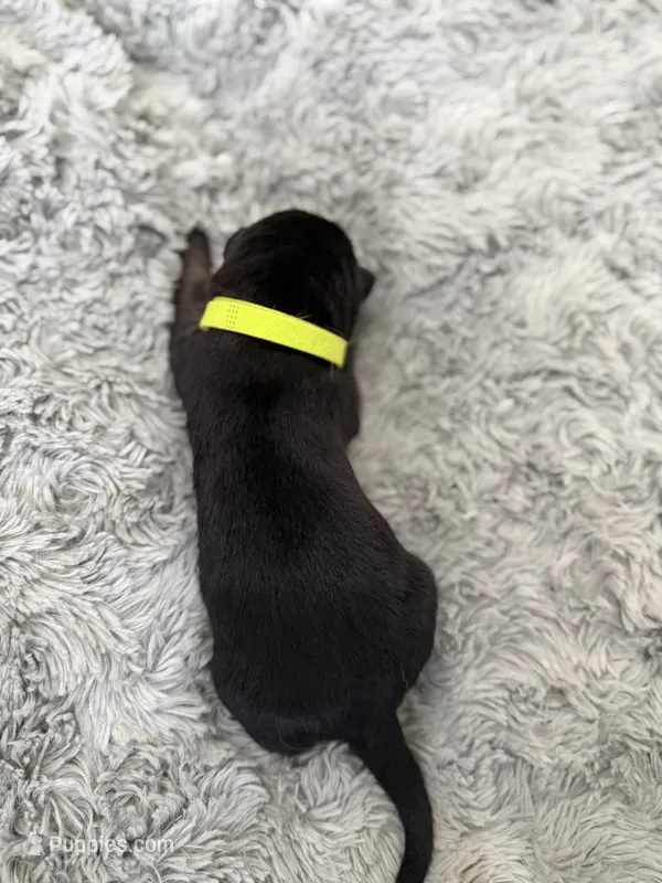 Green- Loki – German Shepherd Dog puppy for sale in Independence, MO