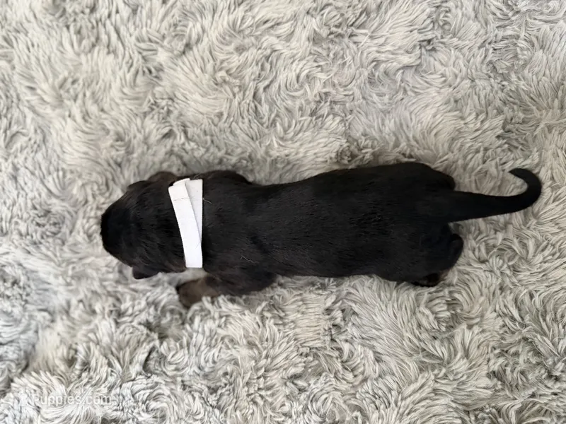 White- Ragnar  – German Shepherd Dog puppy for sale in Independence, MO