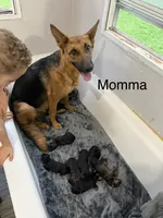 Yellow- Drogon, a male German Shepherd Dog for sale in Independence, MO – 2 of 3