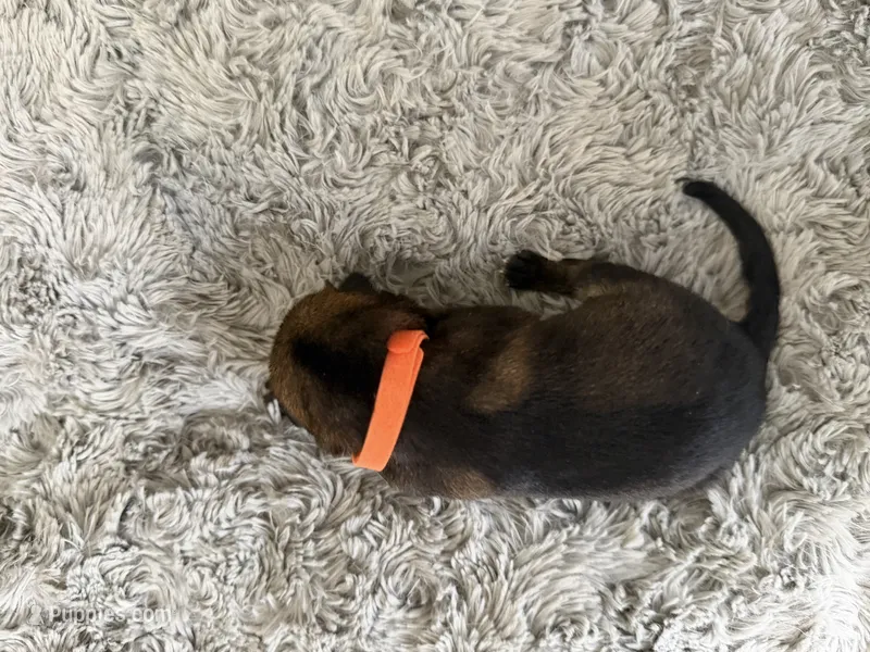 Orange- Rolo  – German Shepherd Dog puppy for sale in Independence, MO