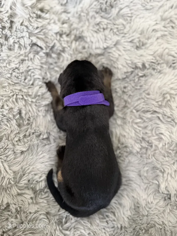 Purple- Astrid  – German Shepherd Dog puppy for sale in Independence, MO
