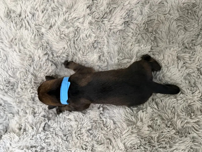 Blue- Freya  – German Shepherd Dog puppy for sale in Independence, MO
