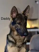 Yellow- Drogon, a male German Shepherd Dog for sale in Independence, MO – 3 of 3