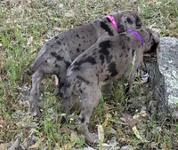 Opana, a female Great Dane for sale in Central, CA – Photo 6 of 8