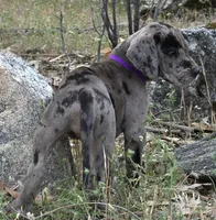 Opana, a female Great Dane for sale in Central, CA – Photo 5 of 8