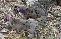 Opana, a female Great Dane for sale in Central, CA – Photo 8 of 8