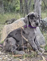 Opana, a female Great Dane for sale in Central, CA – Photo 7 of 8