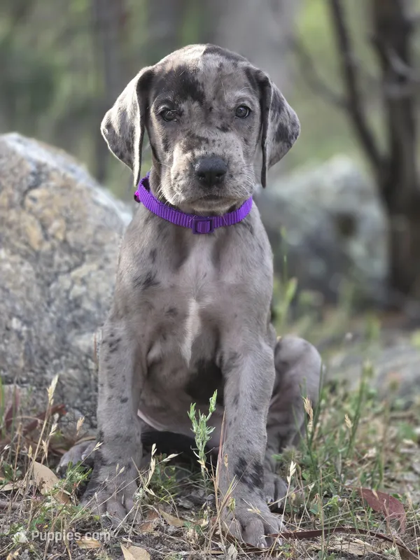 Opana, a female Great Dane for sale in Central, CA – Photo 1 of 8