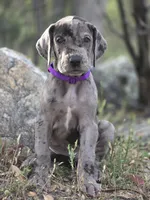 Opana, a female Great Dane for sale in Central, CA – Photo 1 of 8