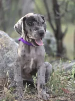 Opana, a female Great Dane for sale in Central, CA – Photo 2 of 8