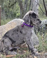 Opana, a female Great Dane for sale in Central, CA – Photo 4 of 8