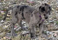 Opana, a female Great Dane for sale in Central, CA – Photo 3 of 8