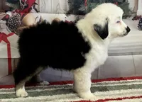 Black tri boy, a male Miniature Australian Shepherd for sale in Central, CA – Photo 5 of 10