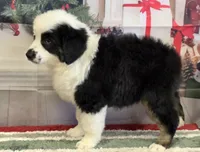 Black tri boy, a male Miniature Australian Shepherd for sale in Central, CA – Photo 6 of 10