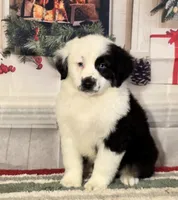 Black tri boy, a male Miniature Australian Shepherd for sale in Central, CA – Photo 1 of 10