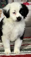 Black tri boy, a male Miniature Australian Shepherd for sale in Central, CA – Photo 2 of 10