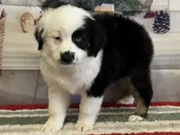 Black tri boy, a male Miniature Australian Shepherd for sale in Central, CA – Photo 8 of 10