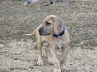 Schofield, a male Great Dane for sale in Central, CA – 4 of 10