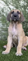 Gigi, a female Great Dane for sale in Central, CA – 6 of 7