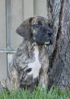 Momo, a male Great Dane for sale in Central, CA – 1 of 10